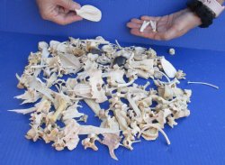 For Sale 200 pc lot of assorted tiny bones 2 inch and Under $50.00