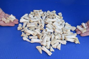 100 Assorted Deer Leg Joint Bones - Buy Now for $30.00