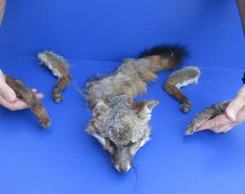 Preserved Fox Head, Legs, & Tail - For Sale for $75