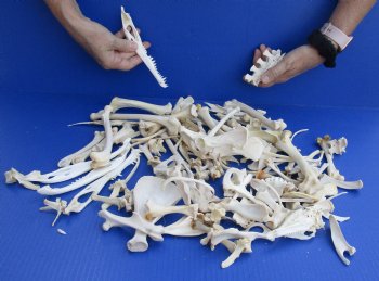 100 pc lot of assorted small bones 2 inch to 6 inch - Available For Sale $40.00