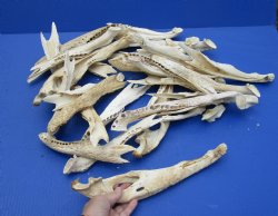 28 piece lot of Florida alligator jaw bones - 9 to 14 inches -<font color=red> *Special Price*</font> $20