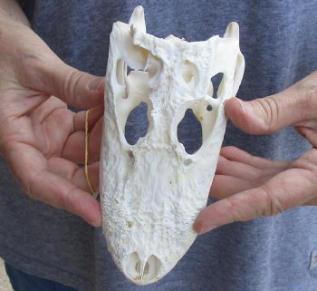 For Sale B-Grade Florida Alligator Skull, 6-1/2" x 3-1/2" For Sale now for $40