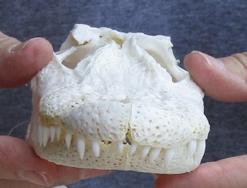 B-Grade Florida Alligator Skull, 7-1/2" x 3-1/2" for $40