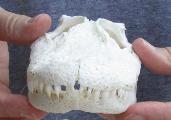 Buy Now B-Grade Florida Alligator Skull, 7" x 3-1/2" for $30