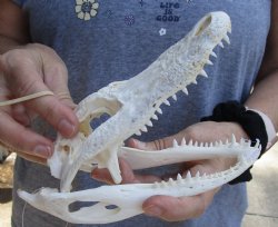 B-Grade Florida Alligator Skull, 6-1/2" x 3" for $40
