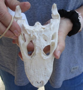 B-Grade Florida Alligator Skull, 6-1/2" x 3" for $40