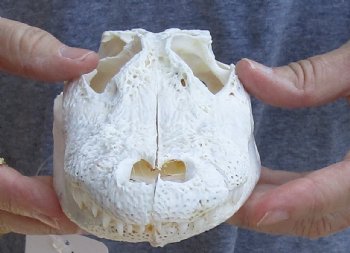 B-Grade Florida Alligator Skull, 7" x 3-1/2" for $30, available for sale