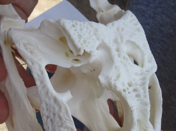 B-Grade Florida Alligator Skull, 7" x 3-1/2" for $30, available for sale