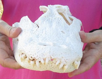 B-Grade Florida Alligator Skull, 14" x 6" for $30, available for sale