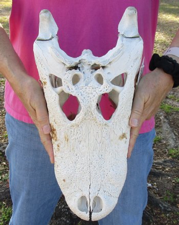 Buy this Semi-Cleaned, 17" Alligator Skull, NO Teeth - $40