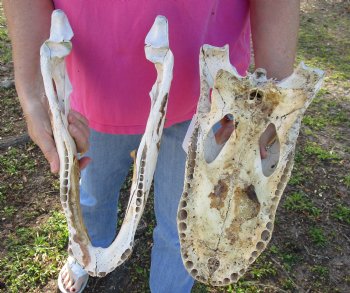 Buy this Semi-Cleaned, 17" Alligator Skull, NO Teeth - $40