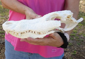 B-Grade Florida Alligator Skull, 14" x 7" for $30, available for sale