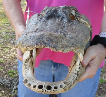 Nature Cleaned, 17" Alligator Head buy now for - $30
