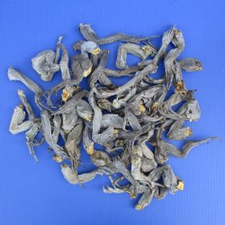 50 Preserved Iguana Legs, 4" to 8" - <font color=red>Special Price $25</font>