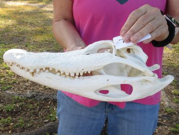 B-Grade Florida Alligator Skull, 15" x 6-1/2" for $110
