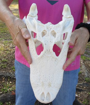 B-Grade Florida Alligator Skull, 14-1/2" x 6" for $110