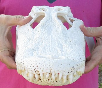 Florida Alligator Skull, 15-1/2" x 6-1/2" for $115