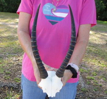 Buy this Female Blesbok Skull Plate with 12" Horns for $32