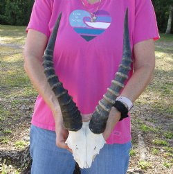 Genuine Male Blesbok Skull Plate with 15" Horns for $38