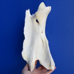 11-1/2" Giraffe Vertebrae Axis Bone - $50