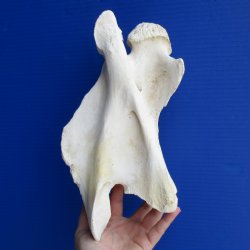 11" Giraffe Vertebrae Bone - $50