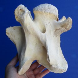 7-1/2" Giraffe Vertebrae Bone - $50