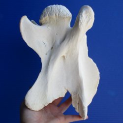 9-1/2" Giraffe Vertebrae Bone - $50