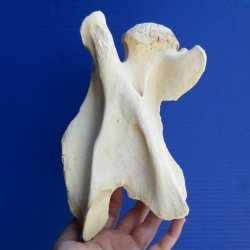 8-3/4" Giraffe Vertebrae Bone - $45