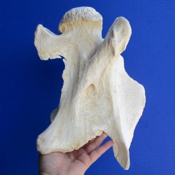 12" Giraffe Vertebrae Bone - $55