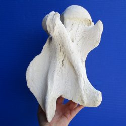 12" Giraffe Vertebrae Bone - $55