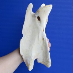 10" Giraffe Vertebrae Axis Bone - $50