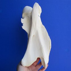 10" Giraffe Vertebrae Bone - $50