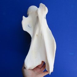 12-1/2" Giraffe Vertebrae Bone - $55