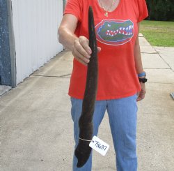 Authentic 27 inch African Female (Cow) Eland horn for Sale $22
