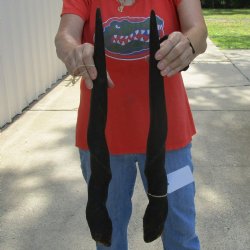 Matching Pair of 26" Female Eland Horns - $50