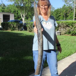 35" Natural, Unpolished Water Buffalo Horn 