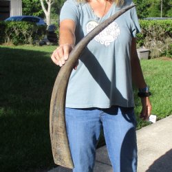 32" Natural, Unpolished Water Buffalo Horn 