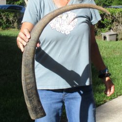 34" Natural, Unpolished Water Buffalo Horn