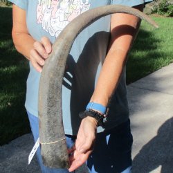 28" Natural, Unpolished Water Buffalo Horn 