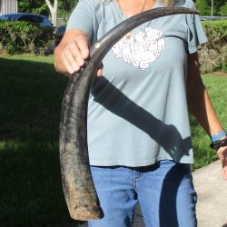 28" Natural, Unpolished Water Buffalo Horn 