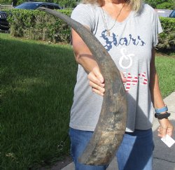 Natural Water Buffalo Horn 26"