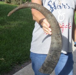 Natural Water Buffalo Horn 27"