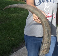  Natural Water Buffalo Horn 27"