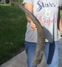 Natural Water Buffalo Horn 28"