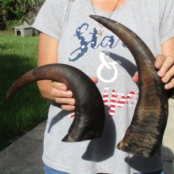 17" & 18" Raw Buffalo Horns - $35