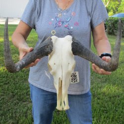 B-Grade, Female, Black Wildebeest Skull with 17" Horn Spread - $60