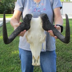 Female, Black Wildebeest Skull with 16" Horn Spread - $80