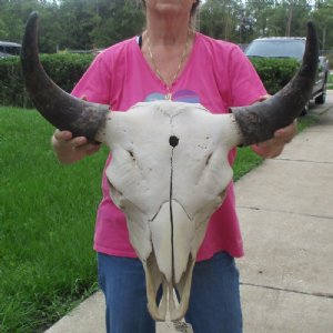 Bison Skull, Water Buffalo Skull - Hand Picked