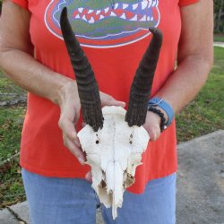 C-Grade 7" Mountain Reedbuck Skull with 8" Horns - $35