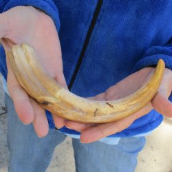 B-Grade 10" Ivory Tusk from African Warthog - $29